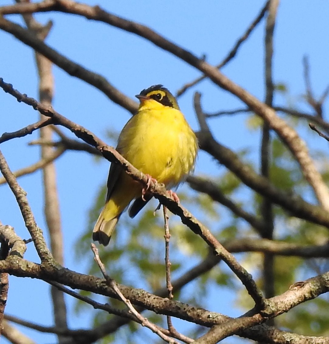 Kentucky Warbler - ML228970671