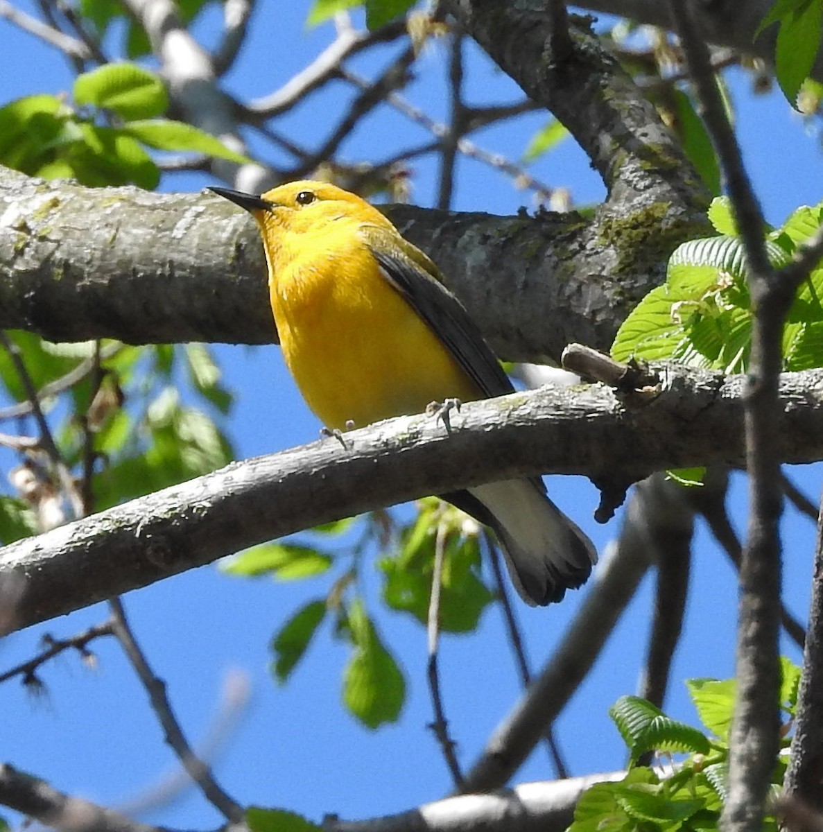 Prothonotary Warbler - Carol Morgan