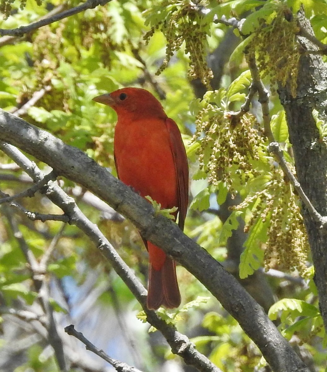 Summer Tanager - ML228971871