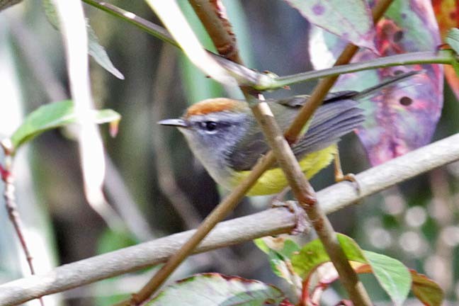 Broad-billed Warbler - ML228972261