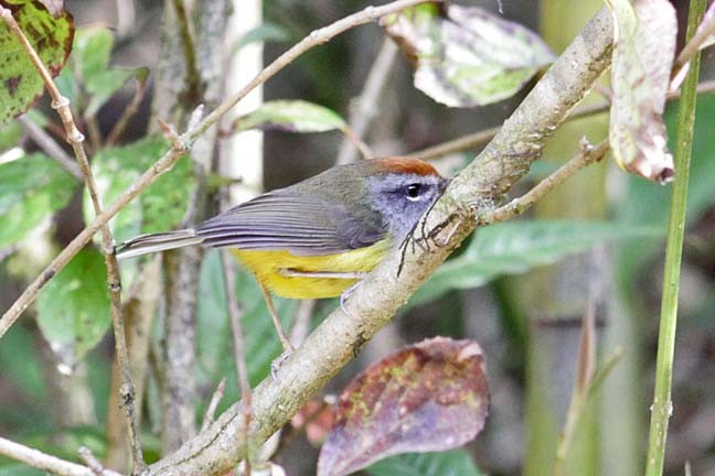 Broad-billed Warbler - ML228972271