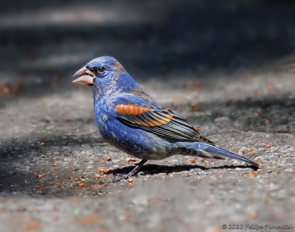 Blue Grosbeak - ML228973701