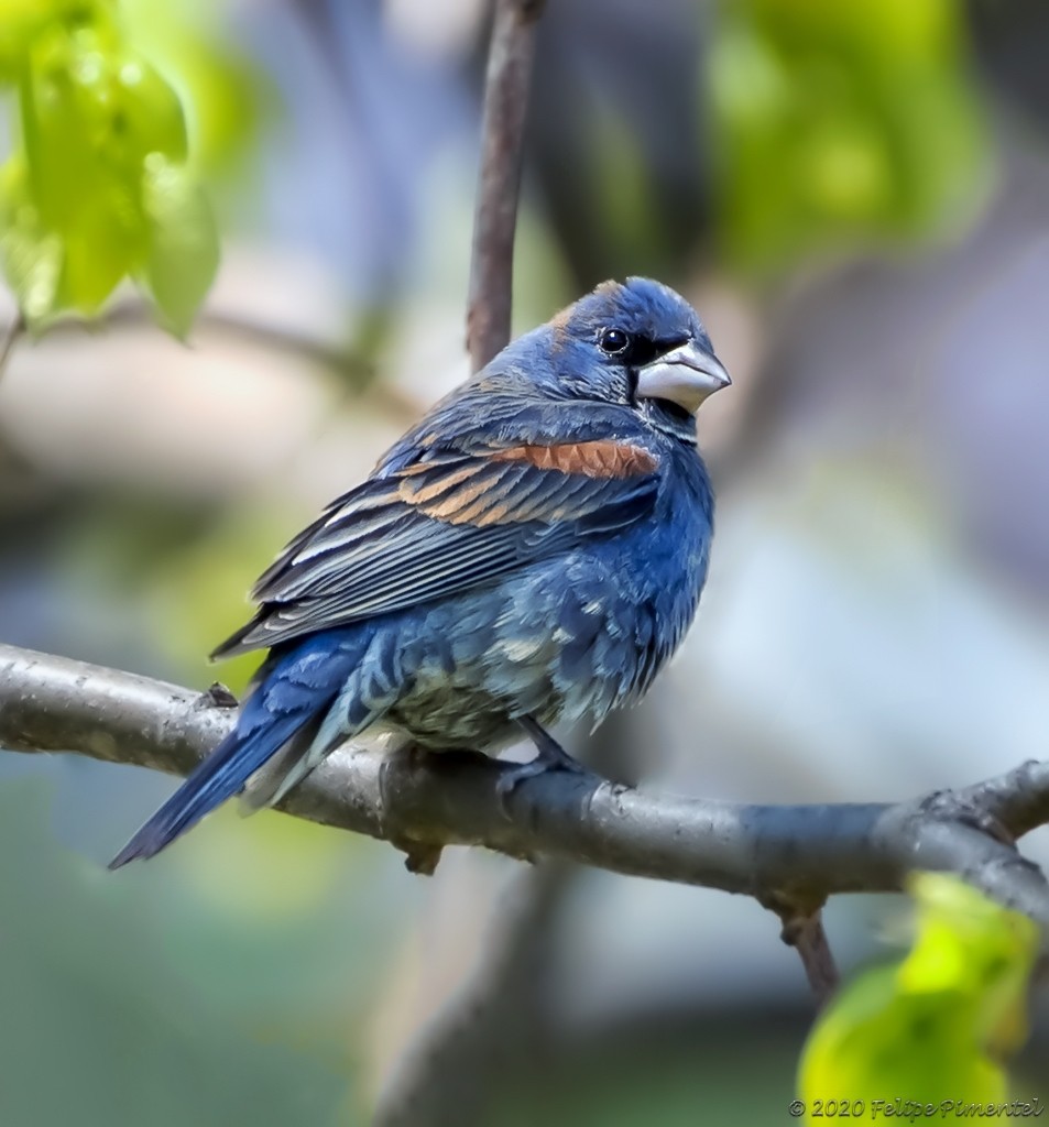 Blue Grosbeak - ML228973711