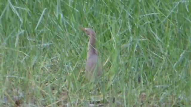 Cinnamon Bittern - ML228973951