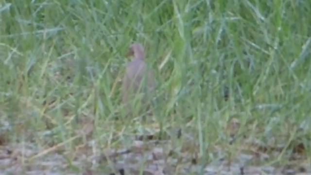 Cinnamon Bittern - ML228973991