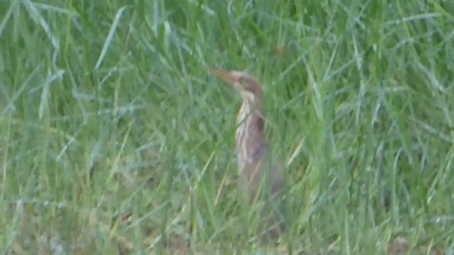 Cinnamon Bittern - ML228974271