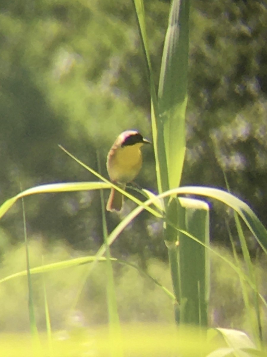 Common Yellowthroat - ML228976381