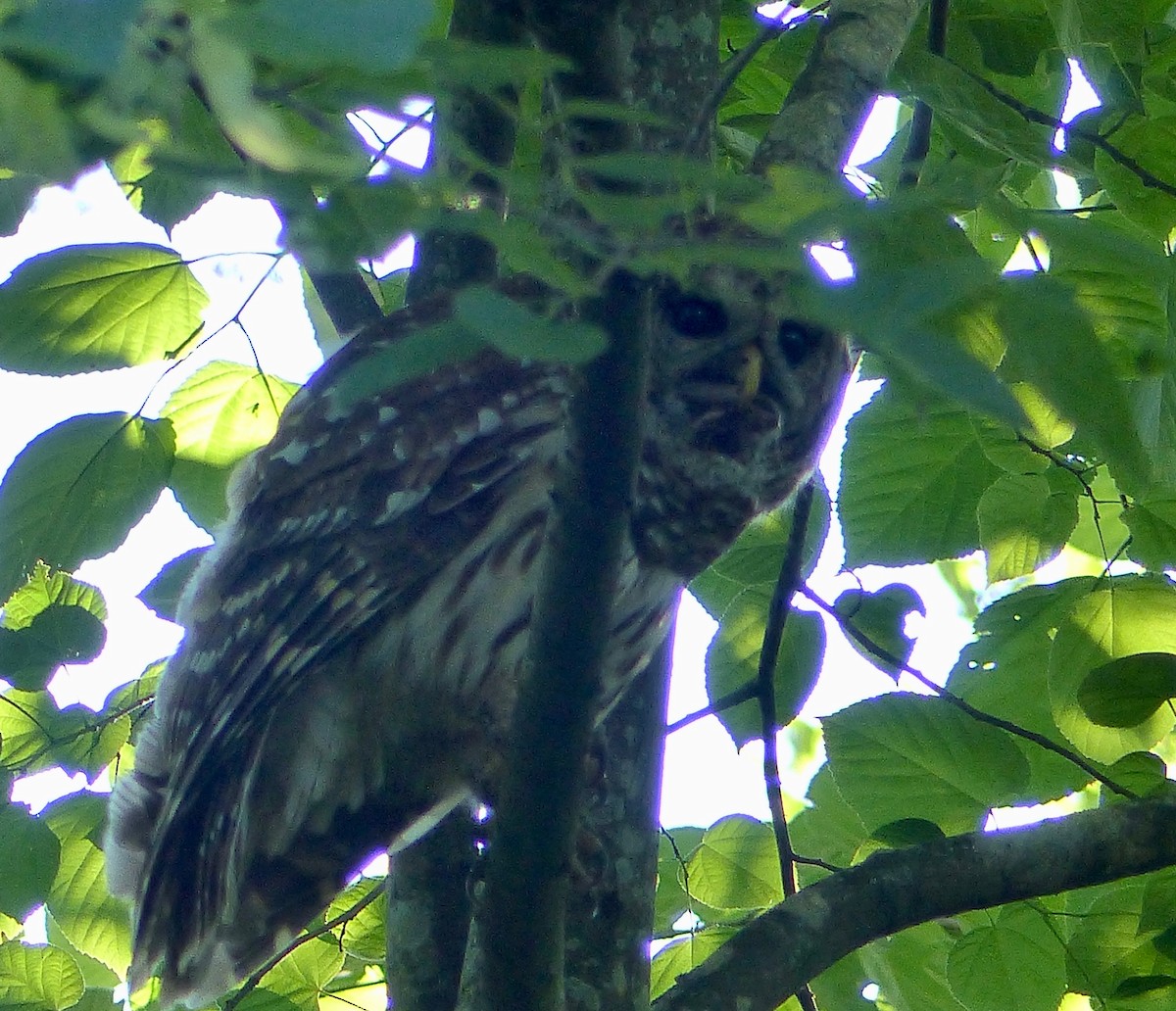 Barred Owl - ML228976681