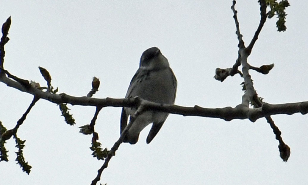 Cerulean Warbler - ML228977111