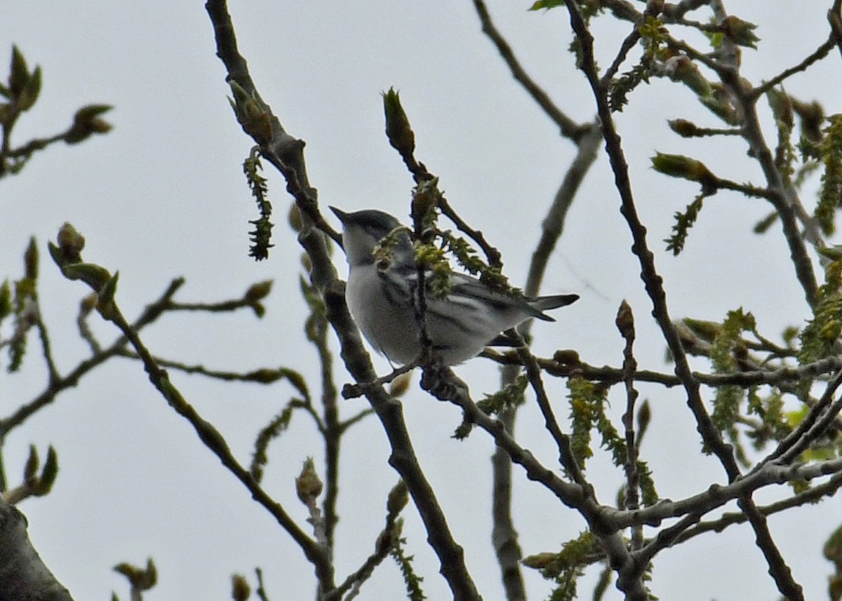 Cerulean Warbler - ML228977131