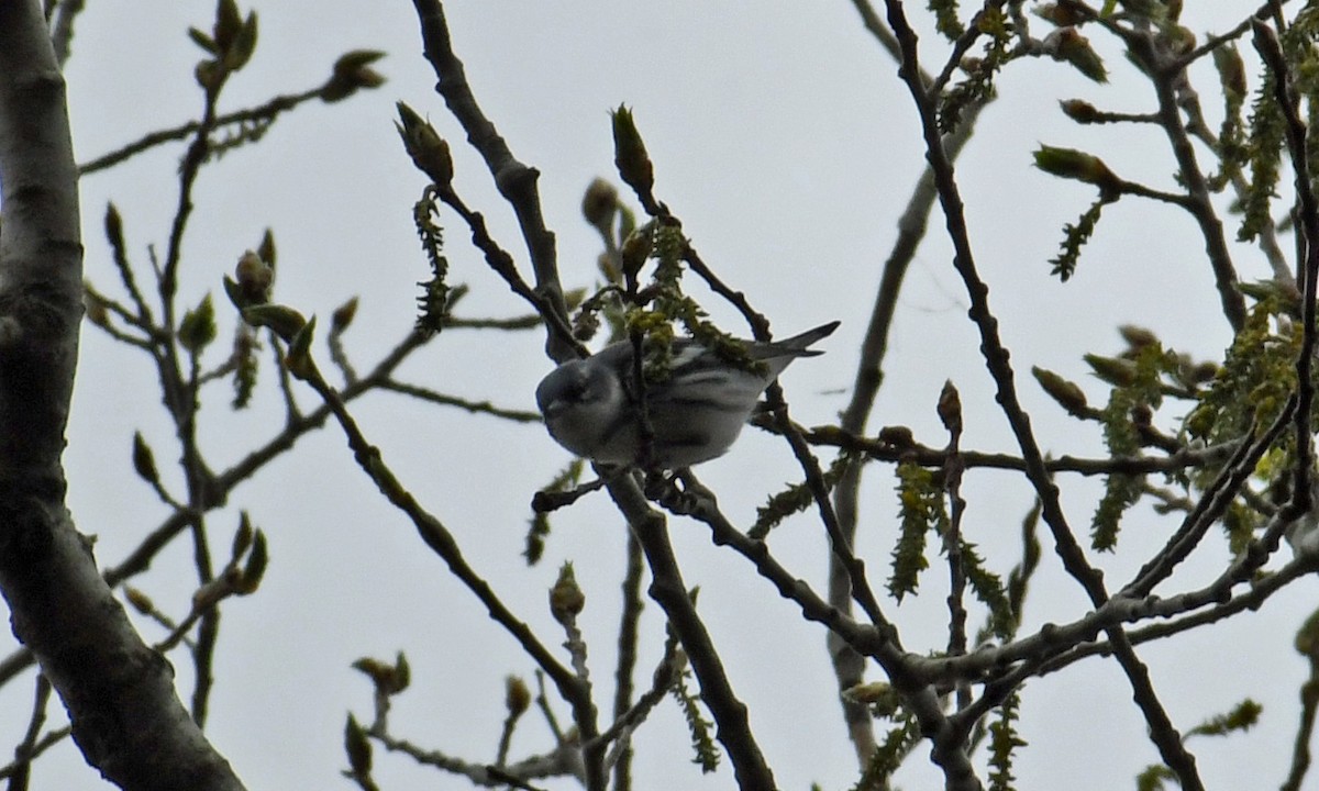 Cerulean Warbler - ML228977141