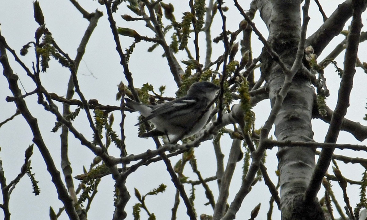 Cerulean Warbler - ML228977151