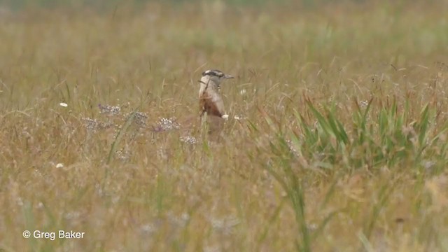 Denham's Bustard - ML228978021