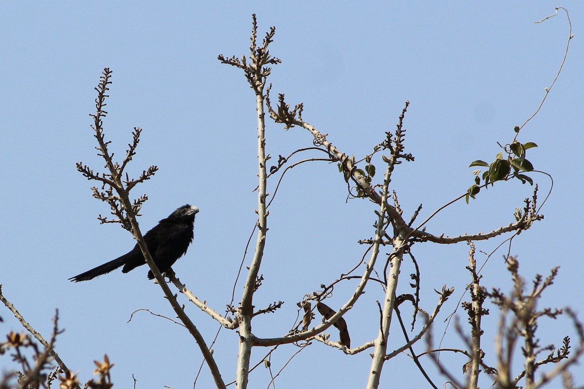 Groove-billed Ani - ML228978701