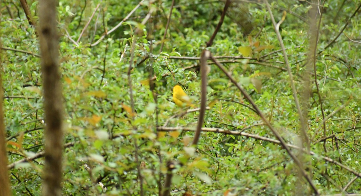 Yellow Warbler - ML228978861