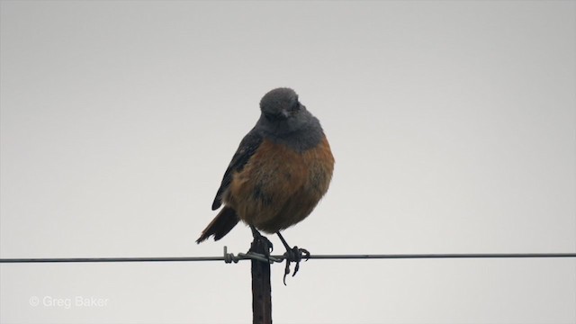 Sentinel Rock-Thrush - ML228979151