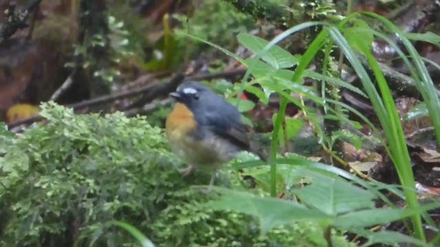 Snowy-browed Flycatcher - ML228980511