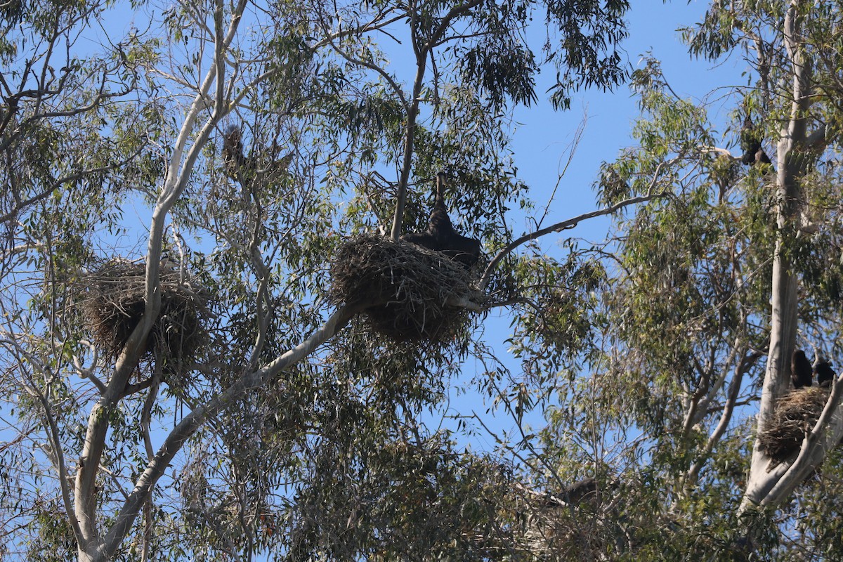 Double-crested Cormorant - ML228982371