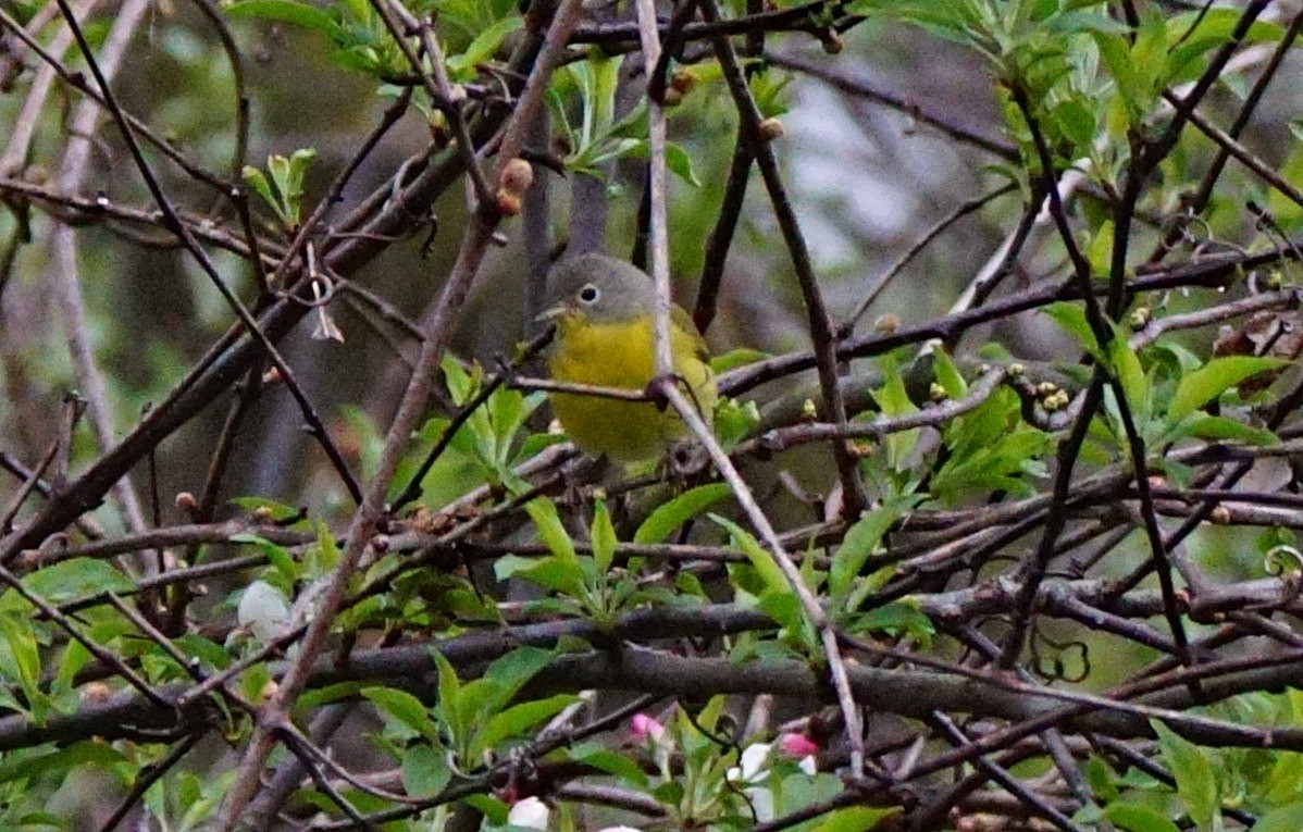 Nashville Warbler - Dennis Mersky