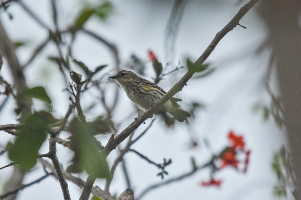 myrteparula (coronata) - ML228983071