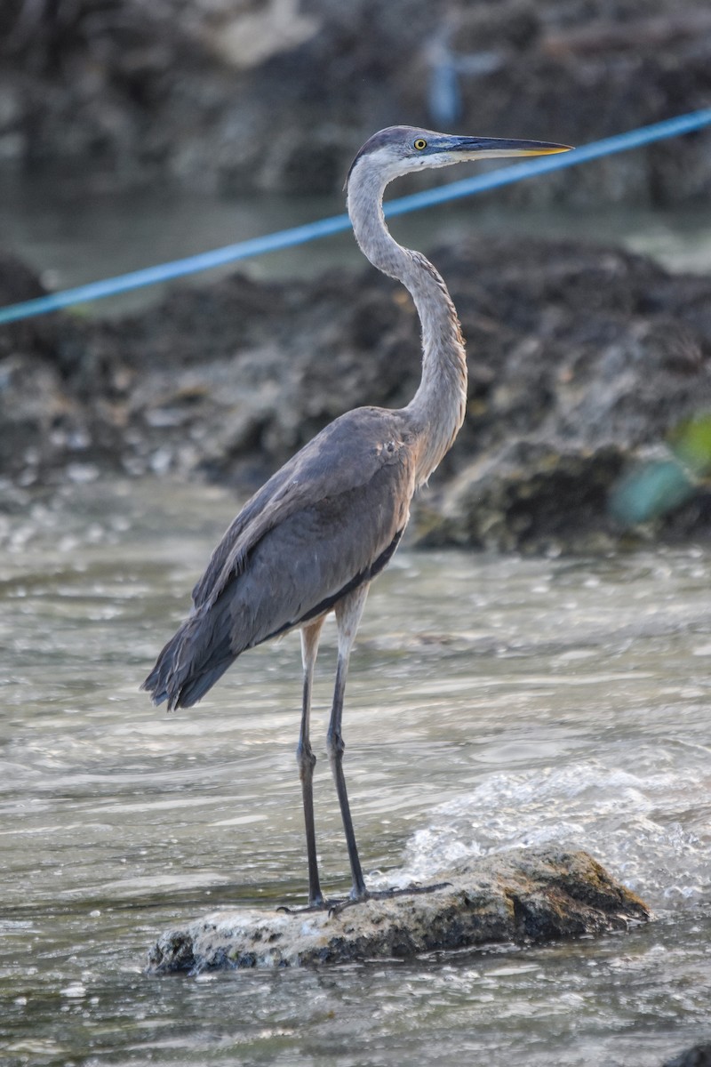 Great Blue Heron - ML228983301