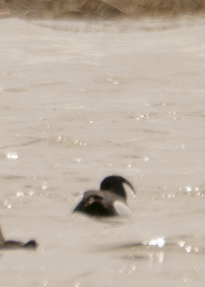 Tufted Duck - ML228984521