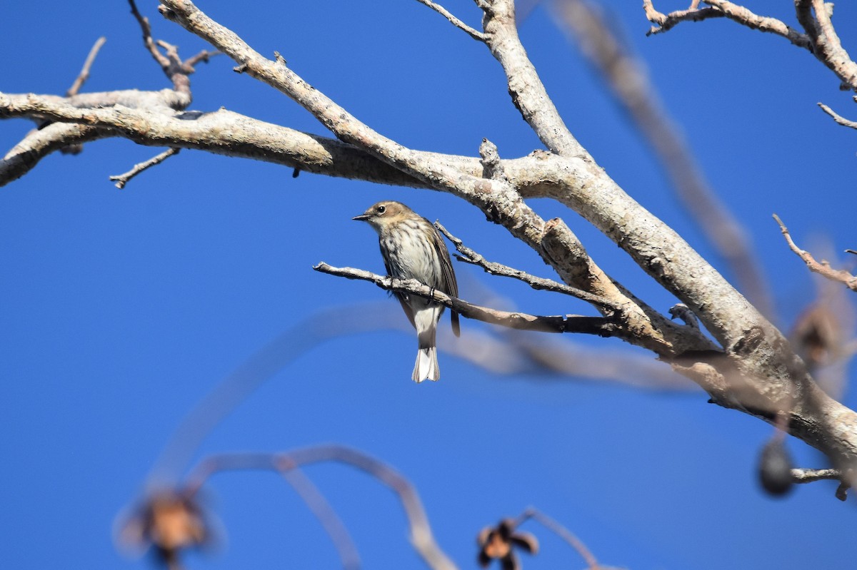 myrteparula (coronata) - ML228984661