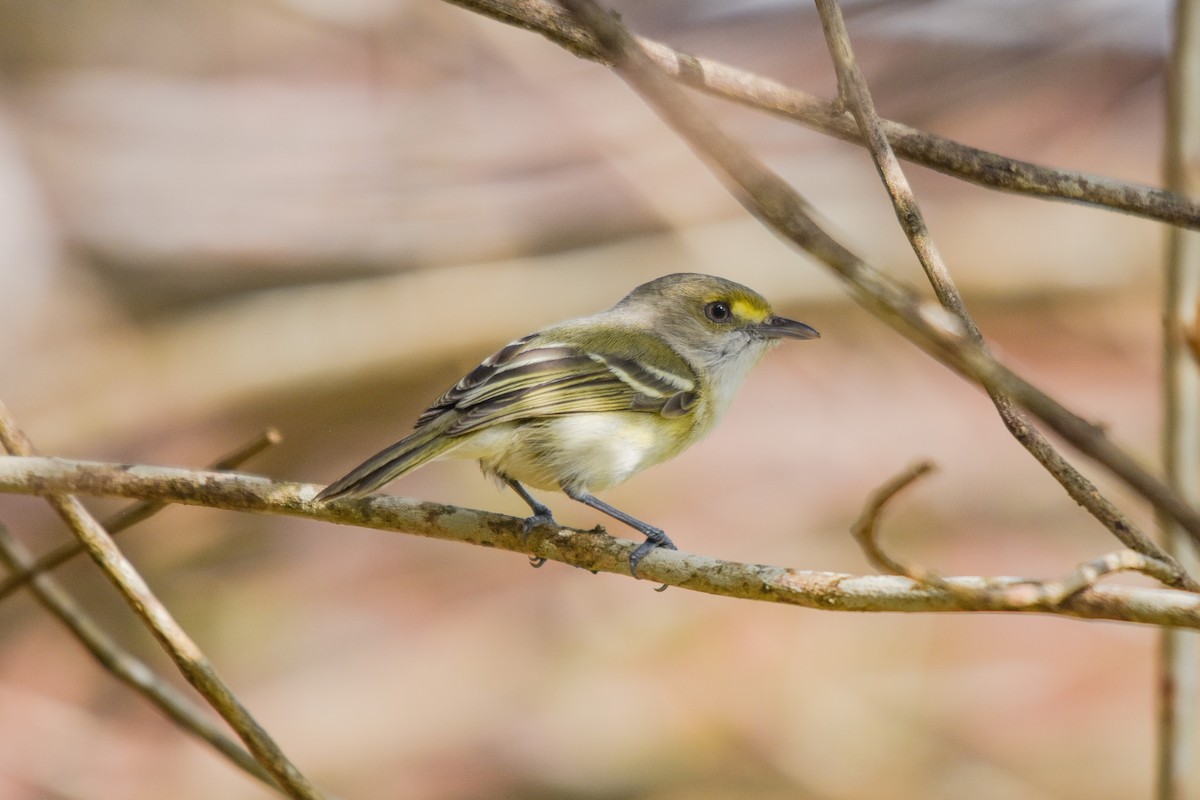 San Andres Vireo - Fabian Schneider