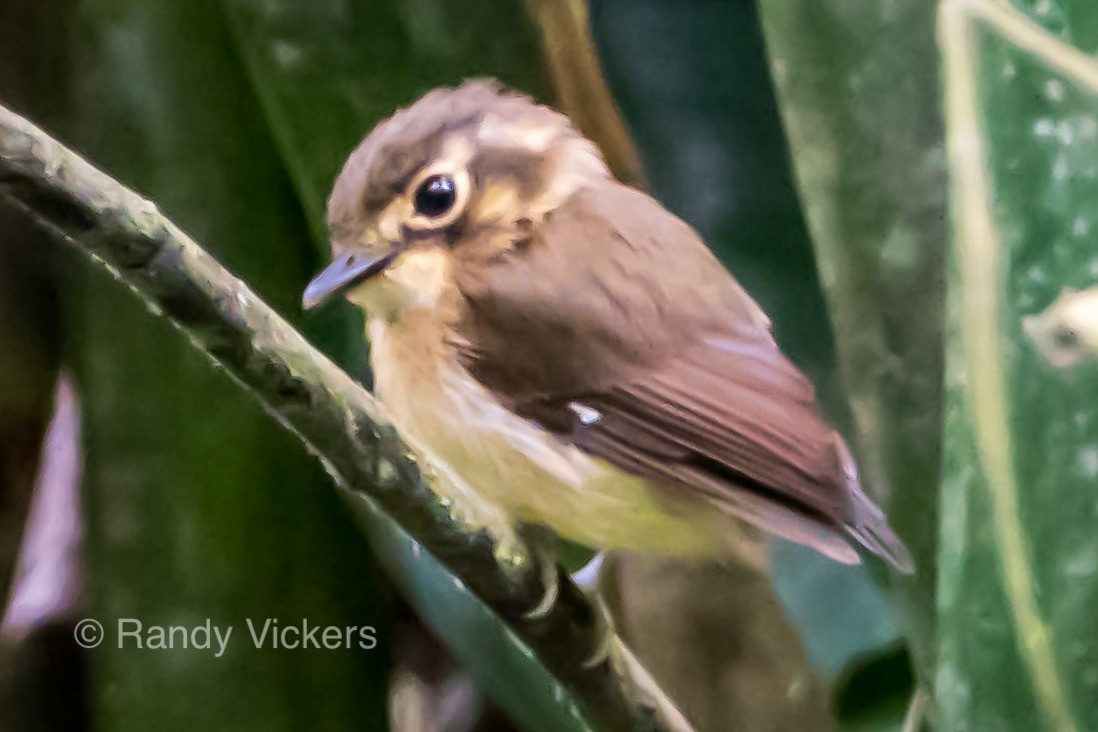 White-throated Spadebill - ML228985271