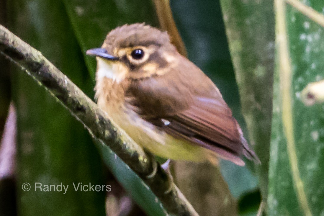White-throated Spadebill - ML228985281