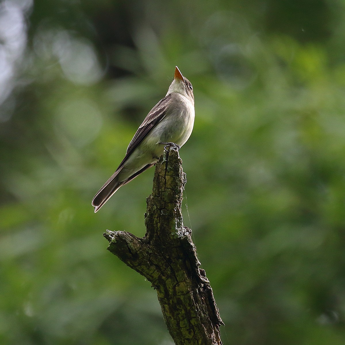 Eastern Wood-Pewee - ML228985691