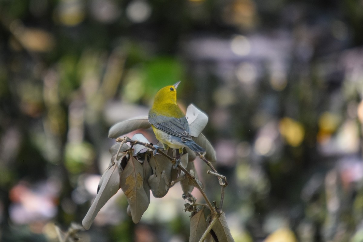 Prothonotary Warbler - ML228987261