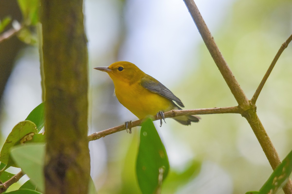 Prothonotary Warbler - ML228987271