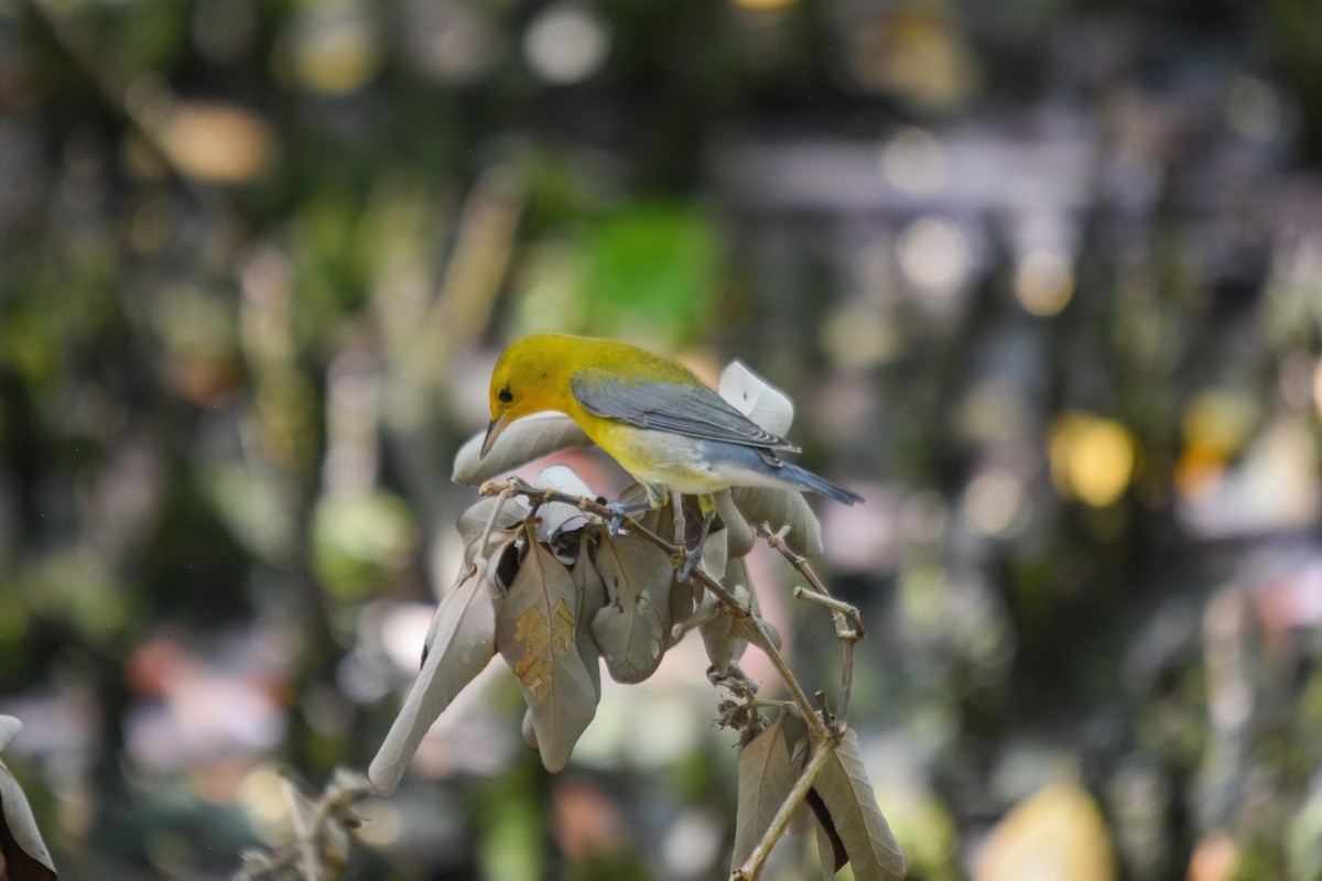 Prothonotary Warbler - ML228987321