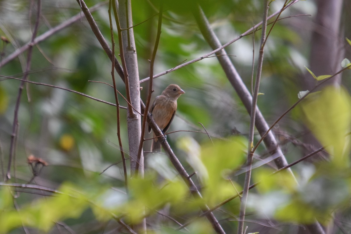 Indigo Bunting - ML228987691