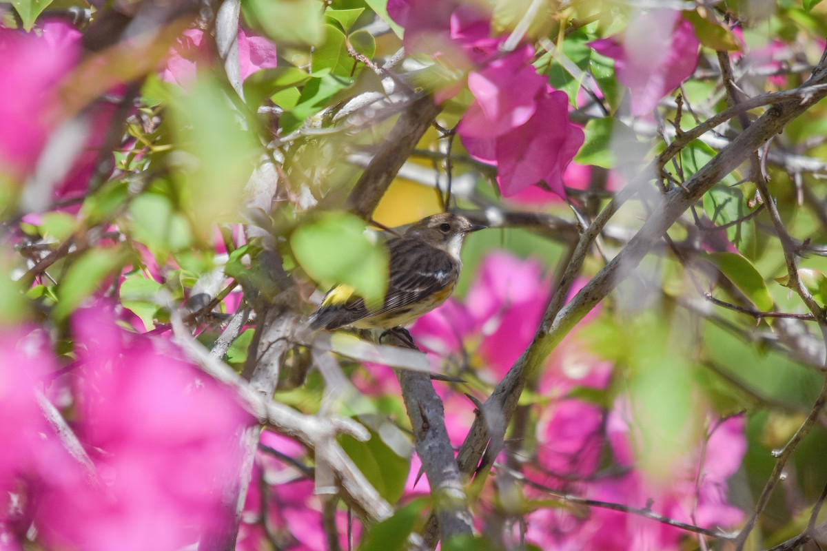 myrteparula (coronata) - ML228987801