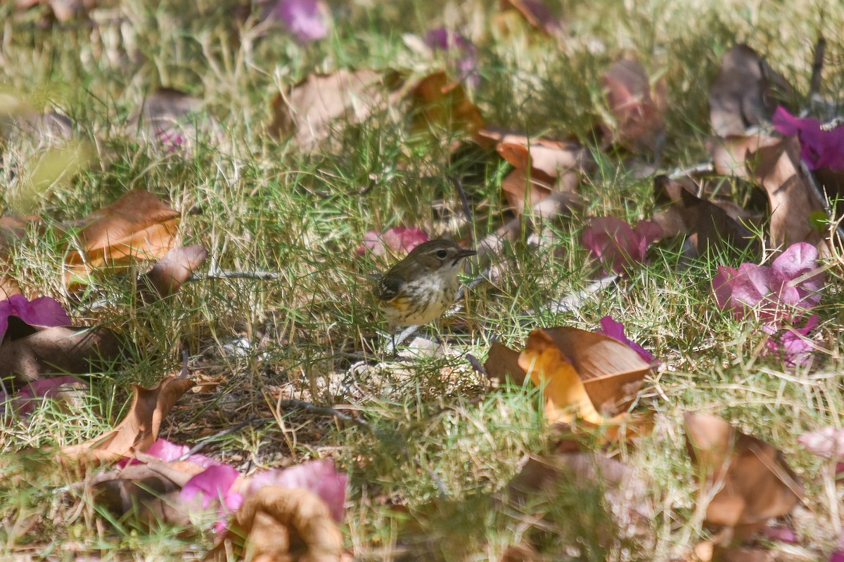 myrteparula (coronata) - ML228987811