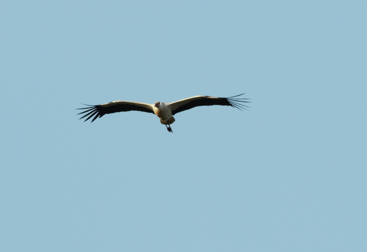 White Stork - ML228989951