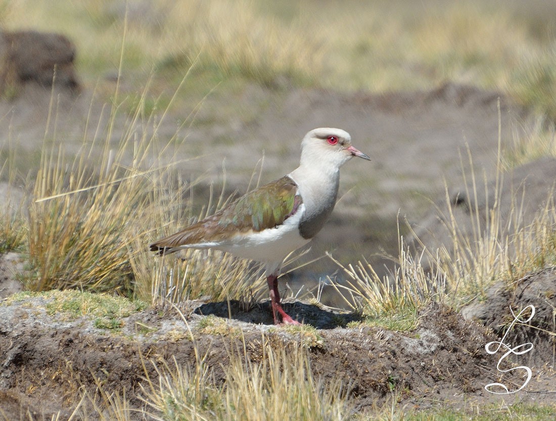 Andean Lapwing - Luis Fernandez