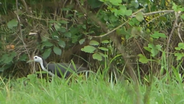 White-breasted Waterhen - ML228990851