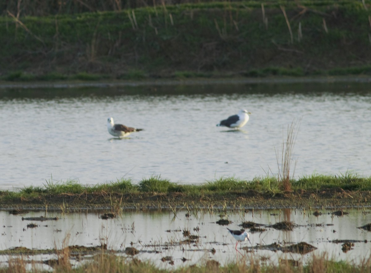 Lesser Black-backed Gull - ML228990901