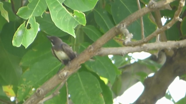 Malaysian Pied-Fantail - ML228991361