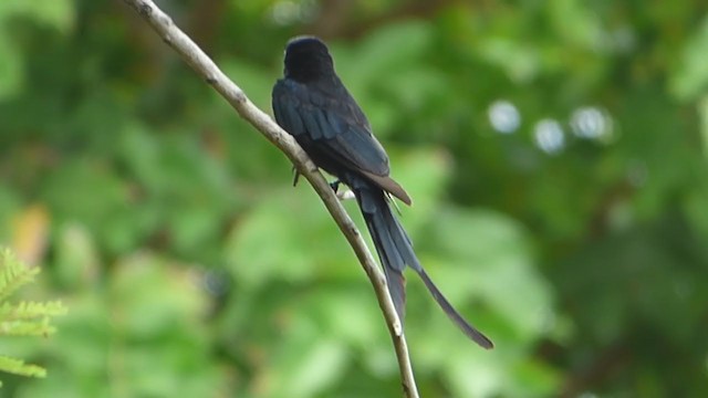 Black Drongo - ML228991501