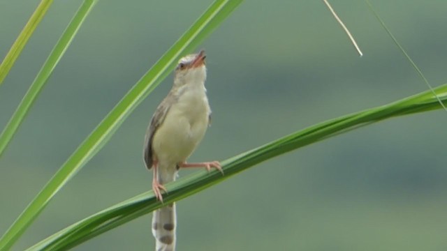 Plain Prinia - ML228991791