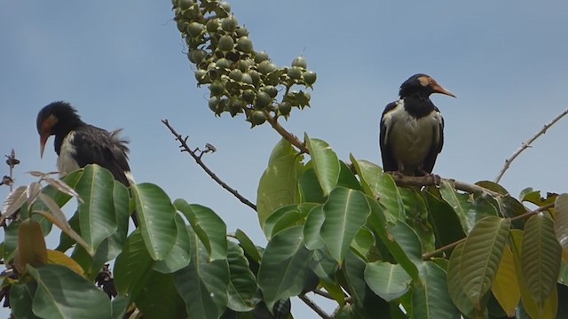 Siamese Pied Starling - ML228991821