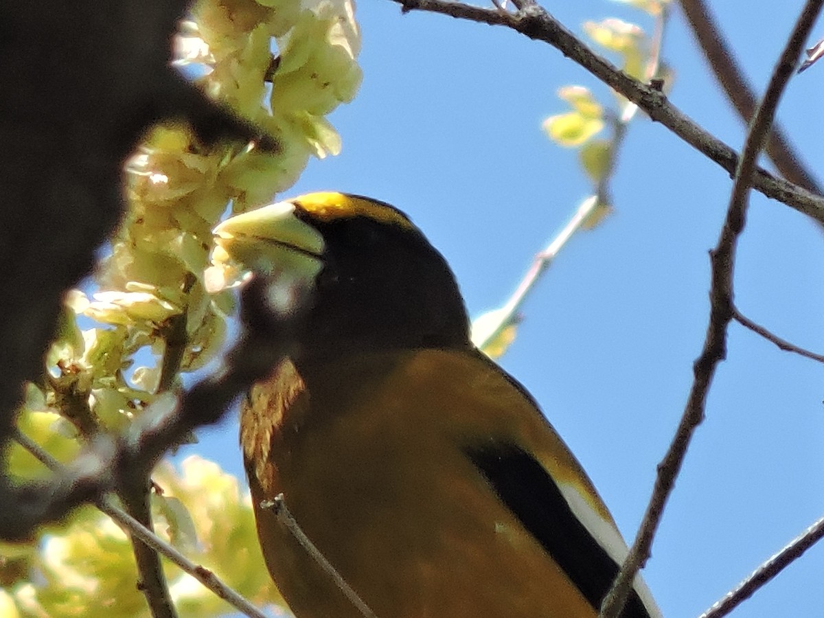 Evening Grosbeak - ML228991881