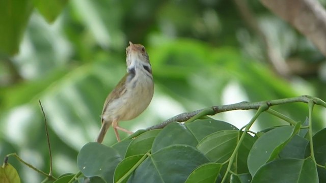 Common Tailorbird - ML228991901