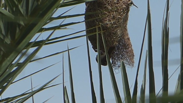 Streaked Weaver - ML228992031