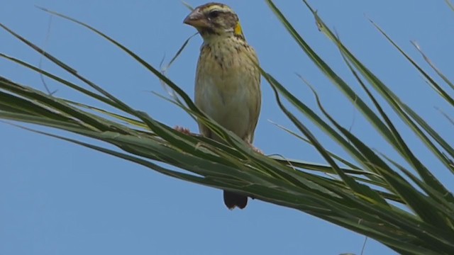 Streaked Weaver - ML228992041