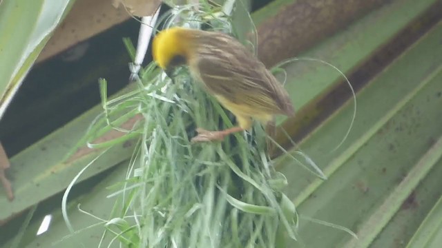 Baya Weaver - ML228992191